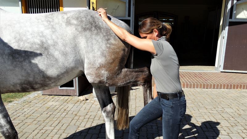 Osteopathische Behandlung beim Pferd