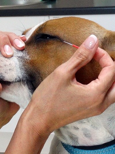 Akupunktur mittels Akupunkturnadeln beim Hund