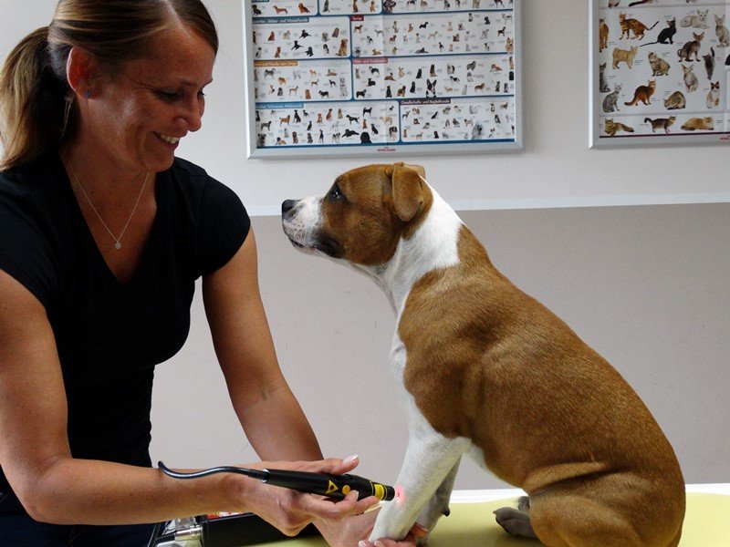 Akupunktur mittels Laser beim Hund