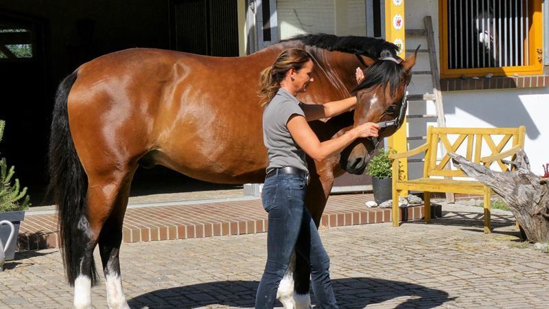 Physiotherapeutische Behandlung beim Pferd